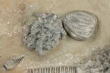 Fossil Crinoid Plate (Three Species) - Crawfordsville, Indiana #215821-3